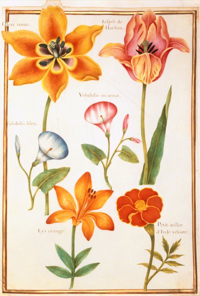 PD.109-1973.f26 2つのチューリップ、Convolvulus、Lilium Bulbiferum、French Marigold（ベラムのトイレ） 作： Nicolas Robert